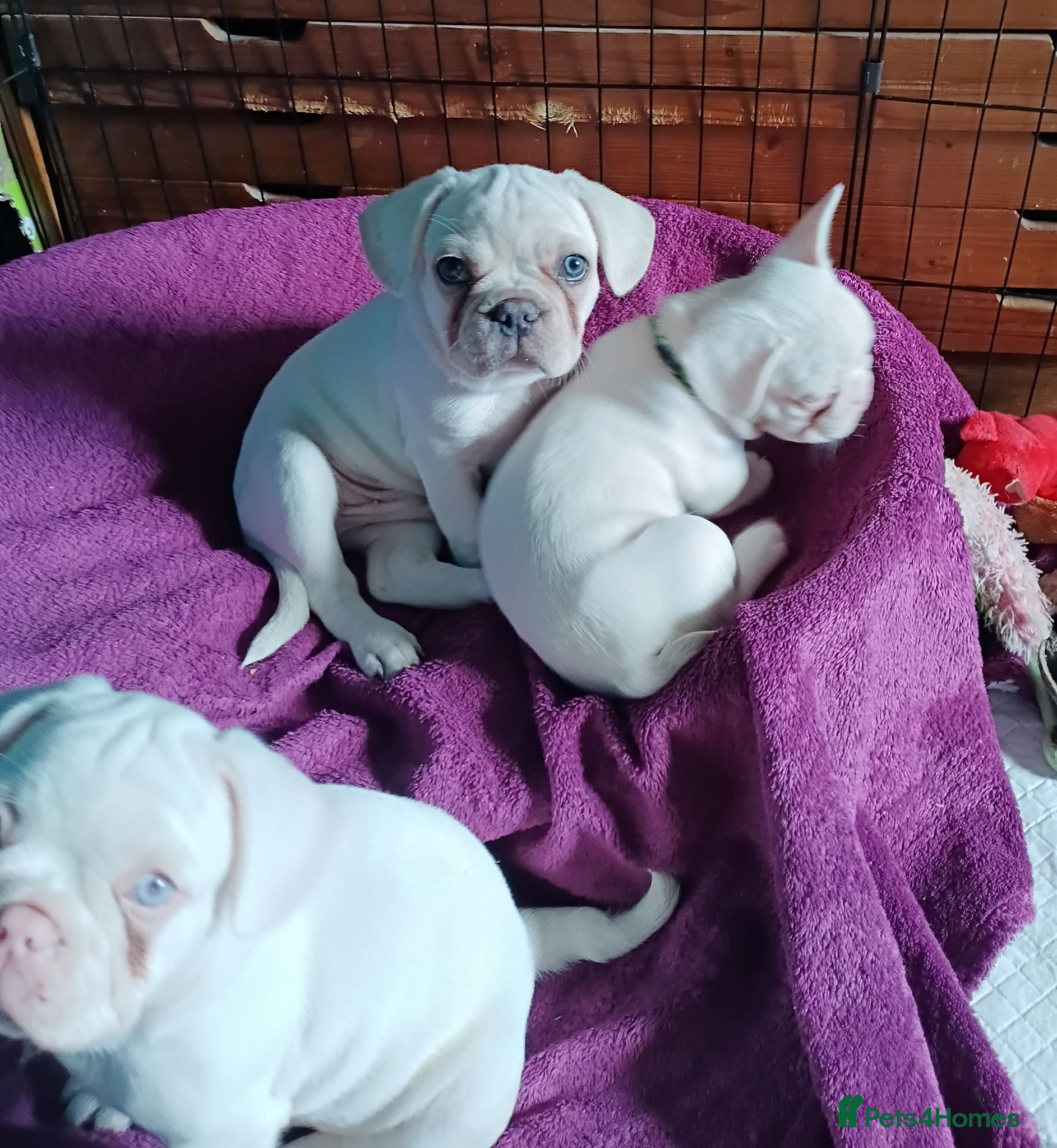 French Bulldog dogs Stunning French Bulldog puppies visual full pink - Advert 16