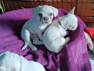 French Bulldog dogs Stunning French Bulldog puppies visual full pink - Advert 16