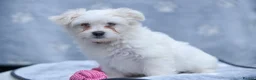 Maltese dogs for sale: Purebred Maltese Puppies – Loving Homes 🐶💛 - Advert 18