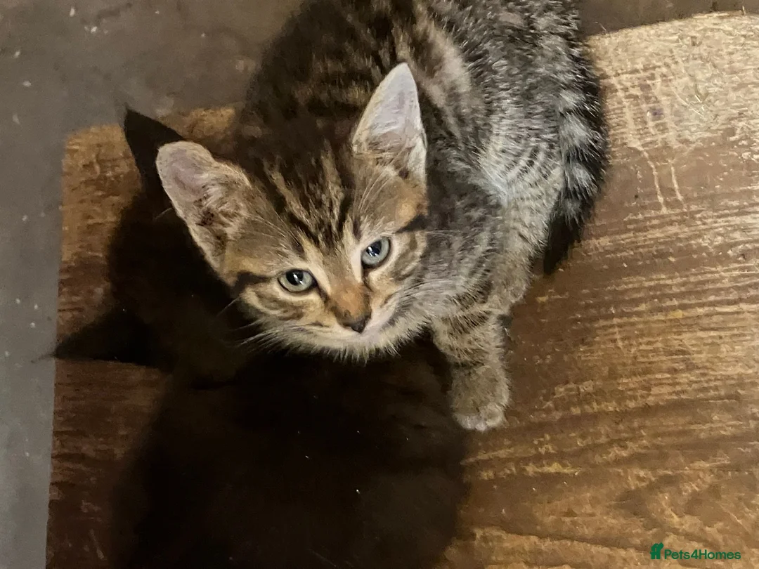 Mixed Breed cats for sale: Stunning kittens. Please make an offer - Advert 20