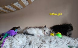 Ragdoll cats for sale: 2 Boys left Gccf £950 Ragdolls  - Image 30