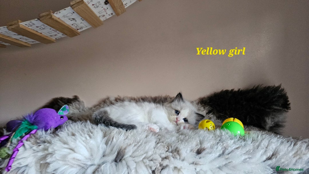 Ragdoll cats for sale: 2 Boys left Gccf £950 Ragdolls  - Image 30
