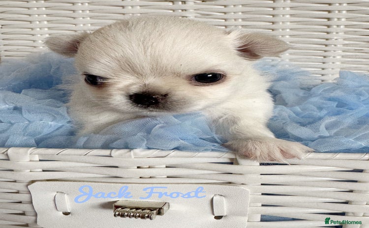 Chihuahua dogs - Advert 14