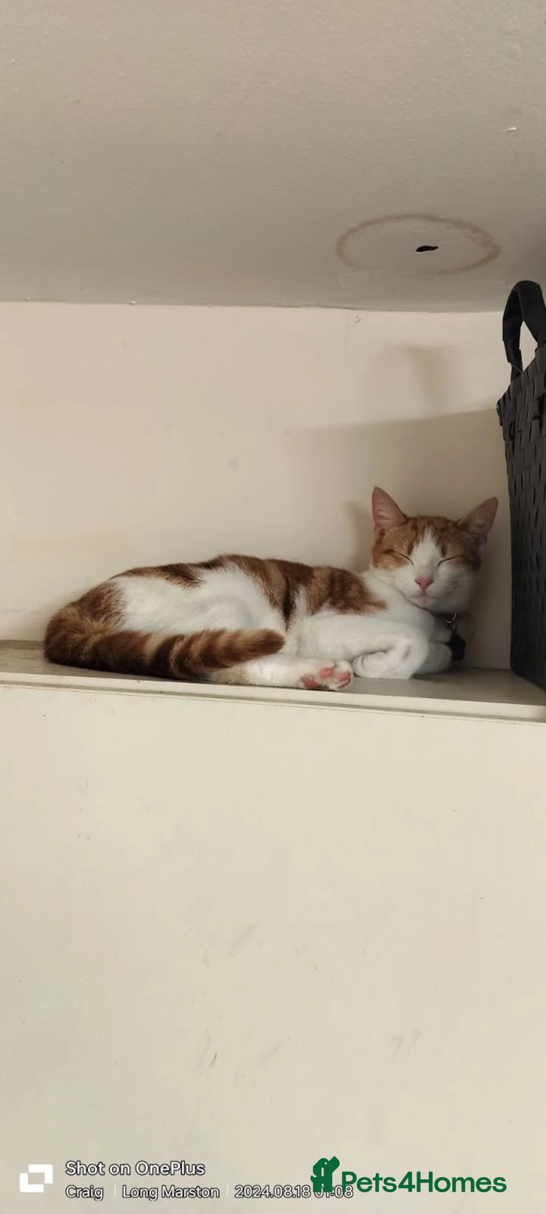 Mixed Breed cats for sale: 2 kittens - Advert 9