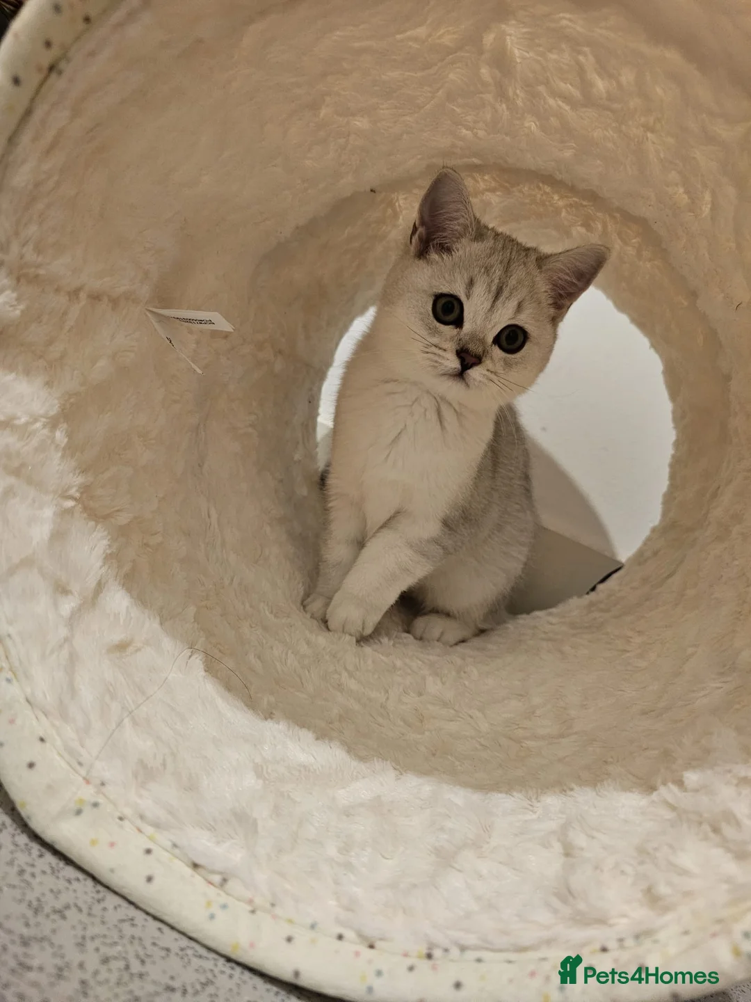 British Shorthair cats for stud: ACTIVE reg 𝑮𝑪𝑪𝑭/TICA BSH CHINCHILLA 🏆 in Ilford - Advert 16