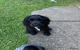 Cocker Spaniel dogs for sale: Show cocker spaniel pups  - Image 18