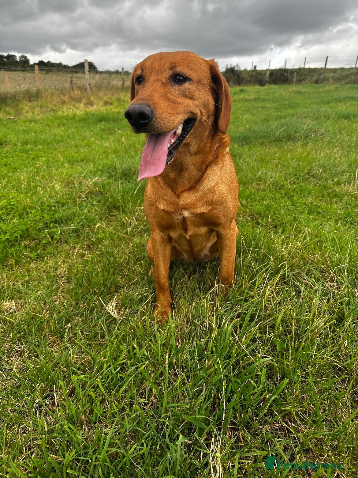 Labrador Retriever dogs 4 year old Fox red Lab - Advert 5