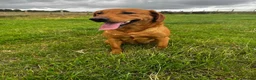 Labrador Retriever dogs for sale: 4 year old Fox red Lab - Advert 1