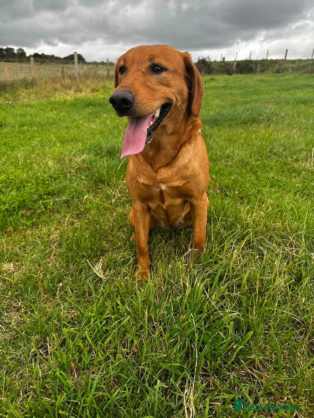 Labrador Retriever dogs for sale: 4 year old Fox red Lab - Advert 1