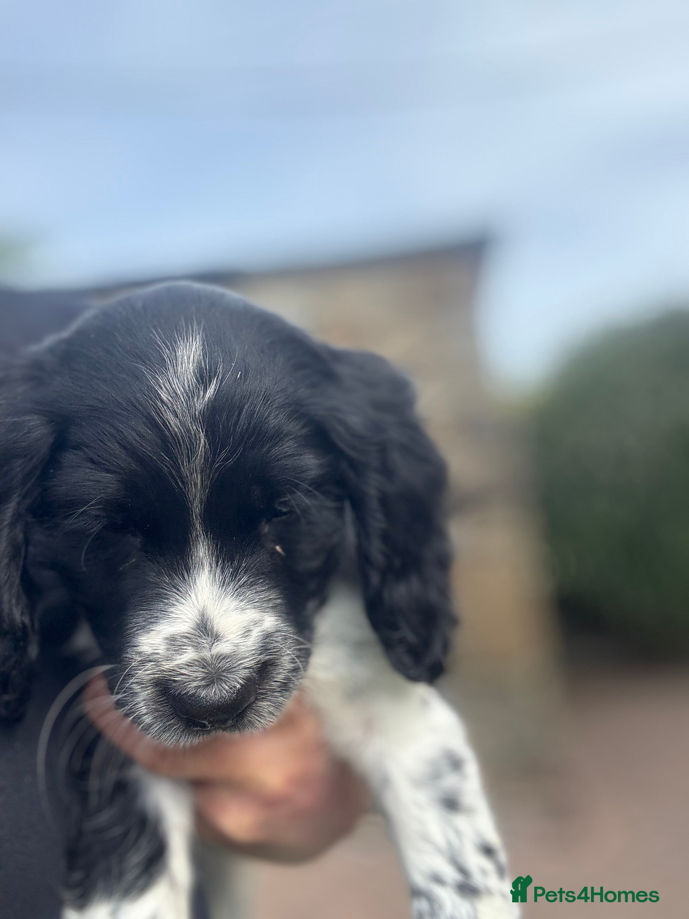 Sprocker dogs 2 boys 3 girls ready now 🏡  - Advert 2