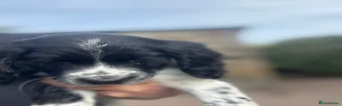 Sprocker Puppy 8