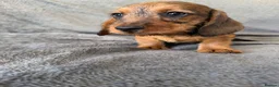 Miniature Dachshund dogs for sale: Beautiful wire miniature dachshund puppies 4 sale - Advert 25