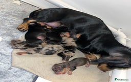 Miniature Dachshund dogs for sale: Miniature dachshunds ready 19th November  - Image 2