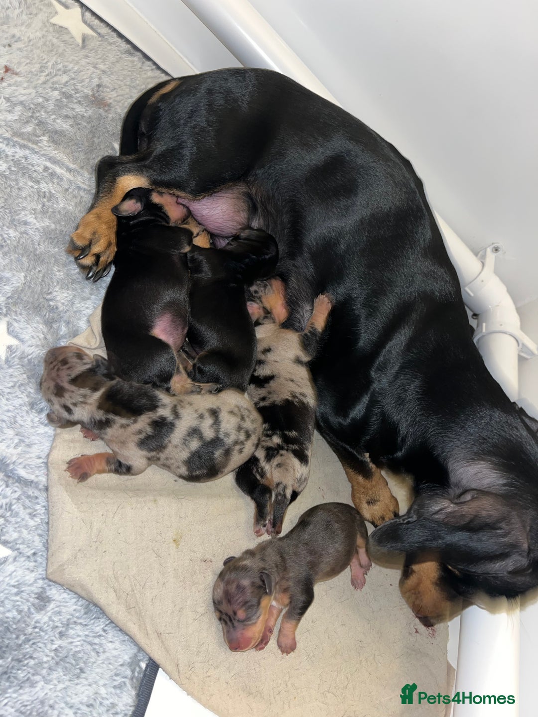 Miniature Dachshund dogs for sale: Miniature dachshunds ready 19th November  - Image 2