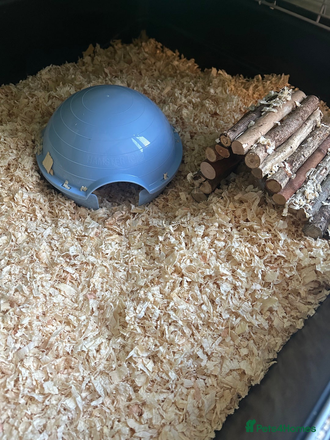 Hamster rodents for sale: Russian dwarf hamster and cage - Advert 4