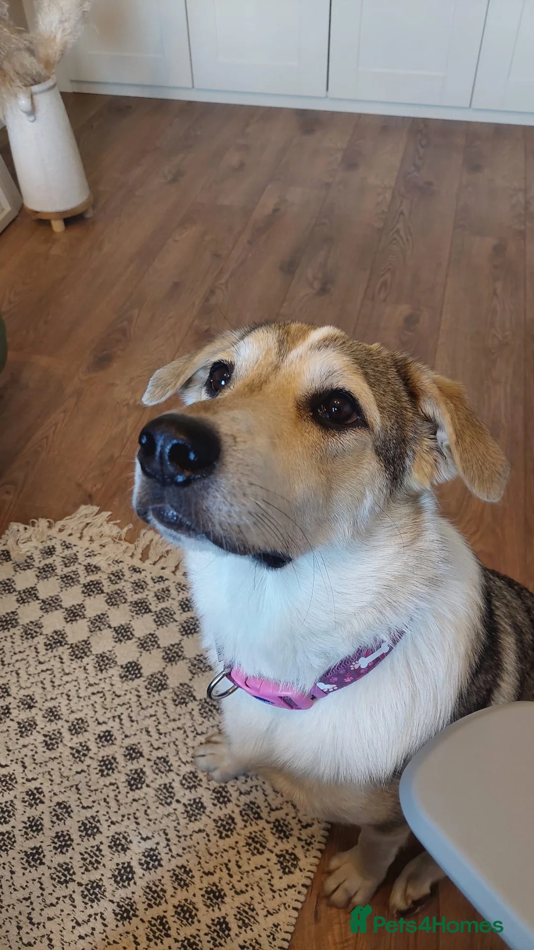 Mixed Breed dogs for adoption: FOSTER/ADOPT:❤️NINA hopes the world can be kind - Advert 13