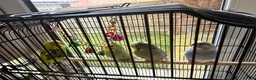 Budgerigars birds for sale: 4 budgies for sale - Advert 3