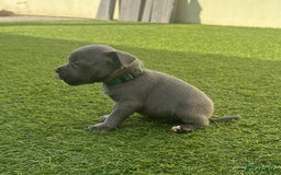 Staffordshire Bull Terrier dogs for sale: Stunning Blue staffy KC Registered Bullscaff Pups - Image 20