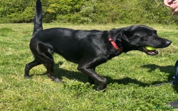 Mixed Breed dogs for sale: Luna, 17 month old german shepherd x lab - Image 6