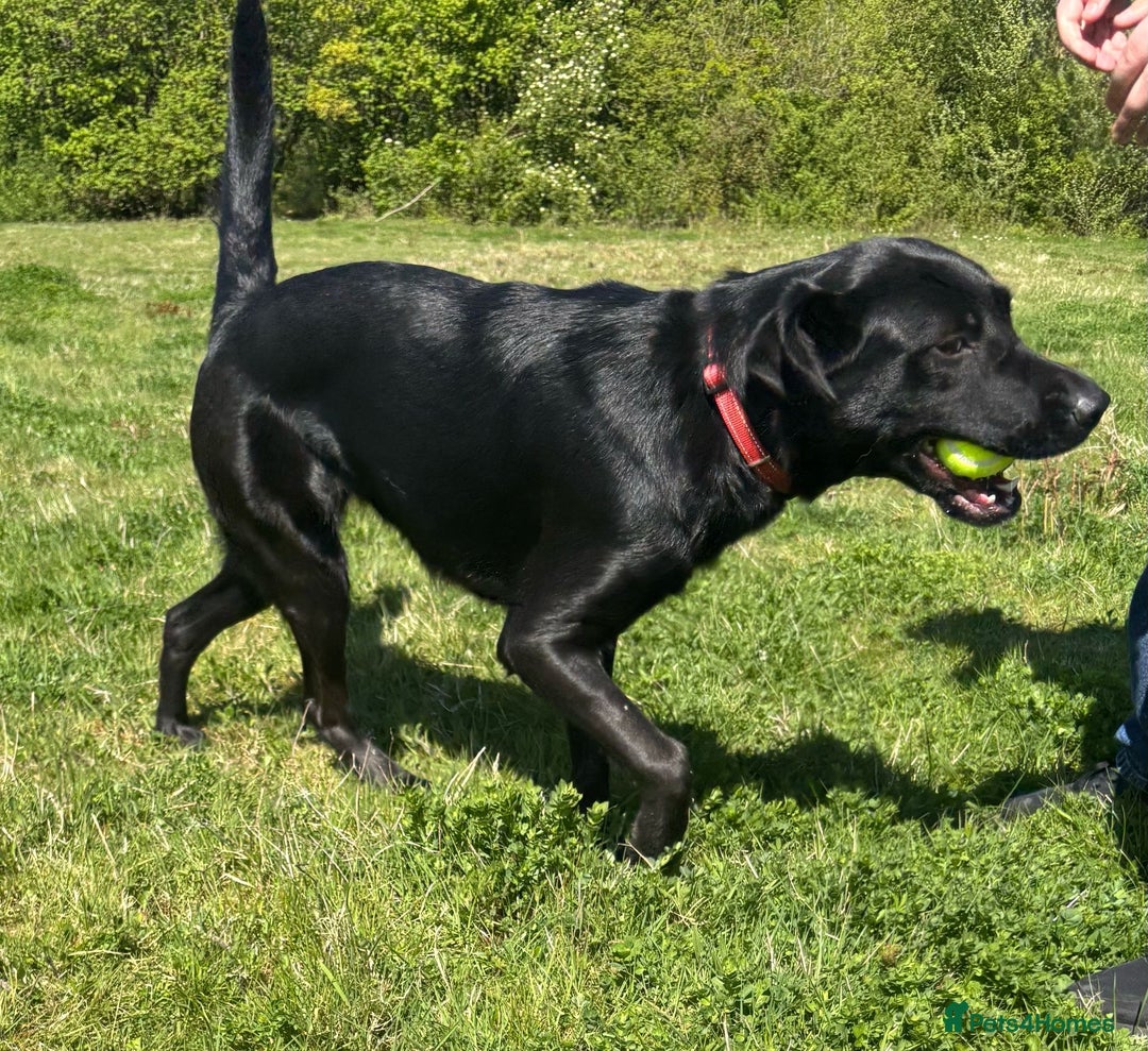 Mixed Breed dogs for sale: Luna, 17 month old german shepherd x lab - Image 6