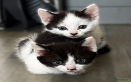 British Shorthair cats for sale: 3 kittens  - Image 2