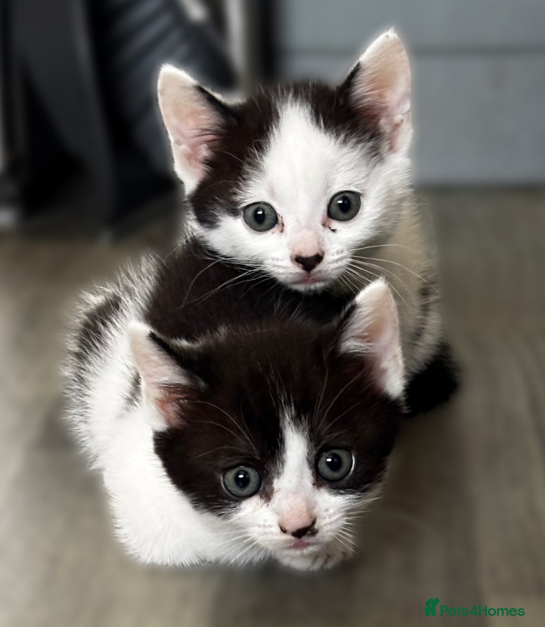 British Shorthair cats for sale: 3 kittens  - Image 2