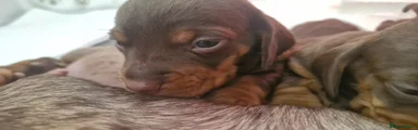Dachshund Puppy 3