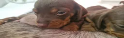 Dachshund dogs for sale: Beautiful minature Dachshund  - Advert 4