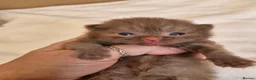 British Shorthair cats for sale: British shorthair kittens - Advert 11