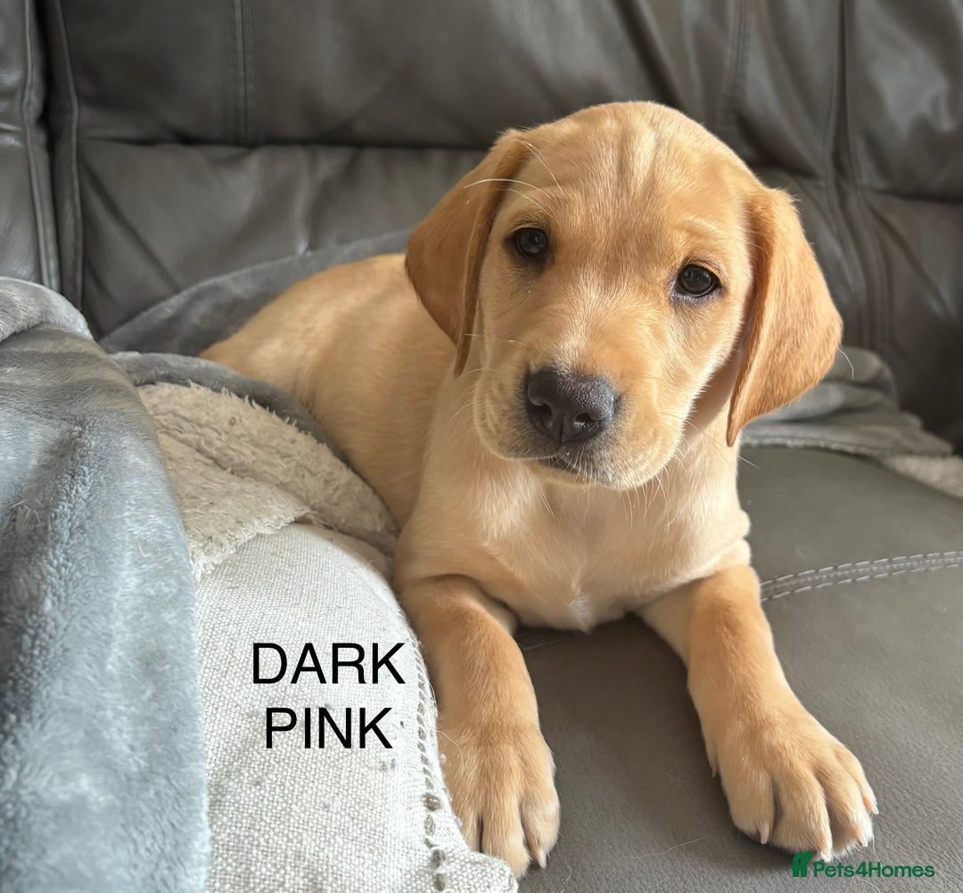 Labrador Retriever dogs for sale: Kc Red/yellow*READY NOW*Labrador Puppies  in Bacup - Image 17