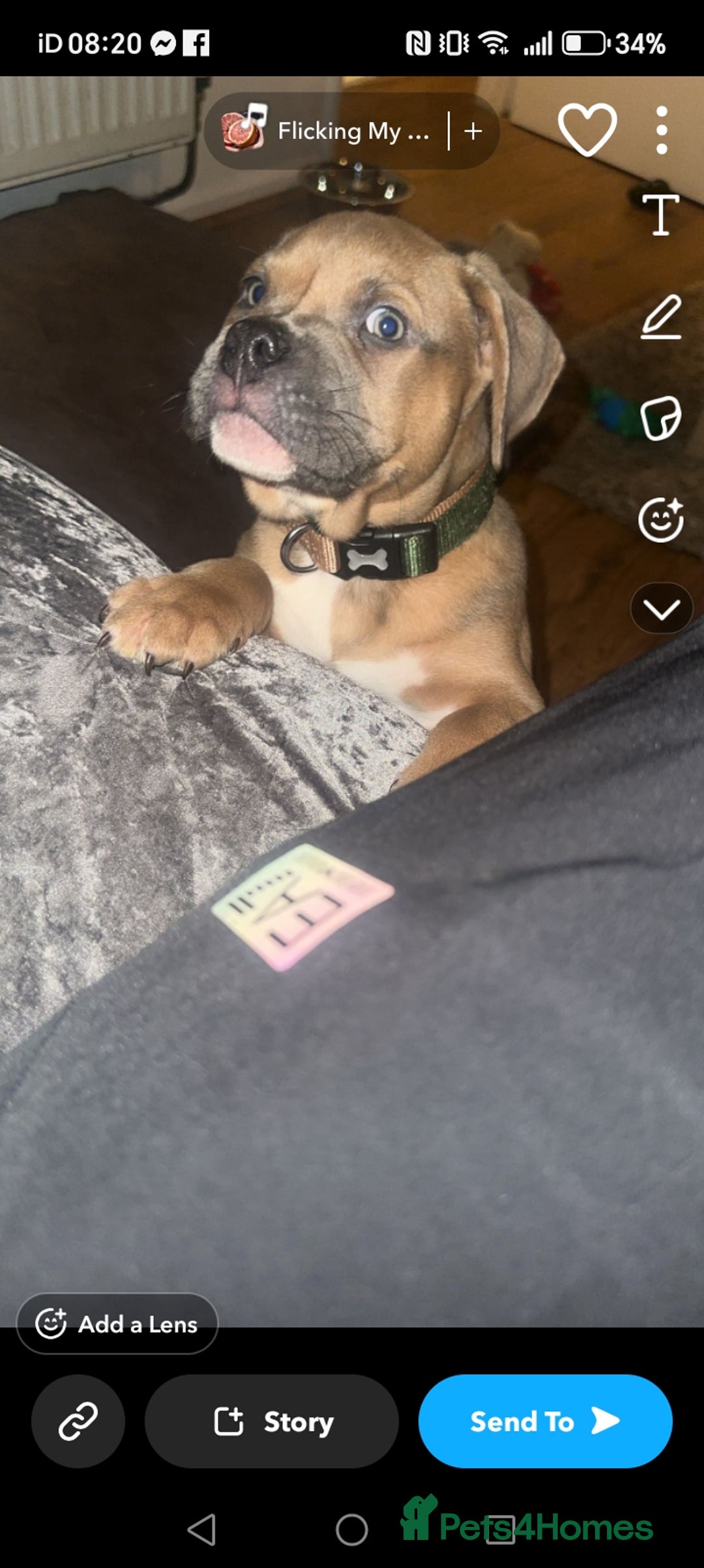 American Bully dogs for sale: 13 month old pocket bully male  - Advert 3