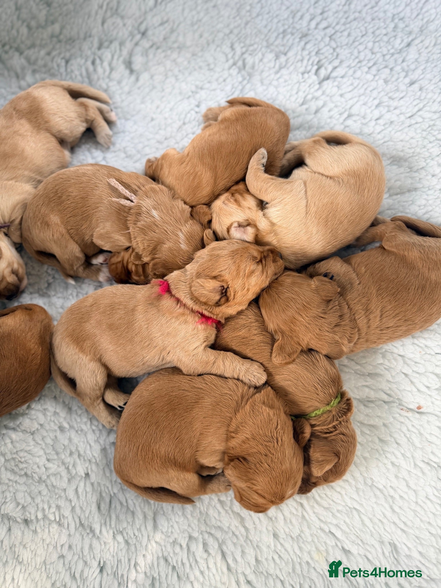 Labradoodle dogs Perfect health checked red Labradoodles  - Advert 1