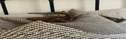 Mixed Breed cats for sale: 4 Kittens Looking for Their Forever Homes 🐾 - Advert 5