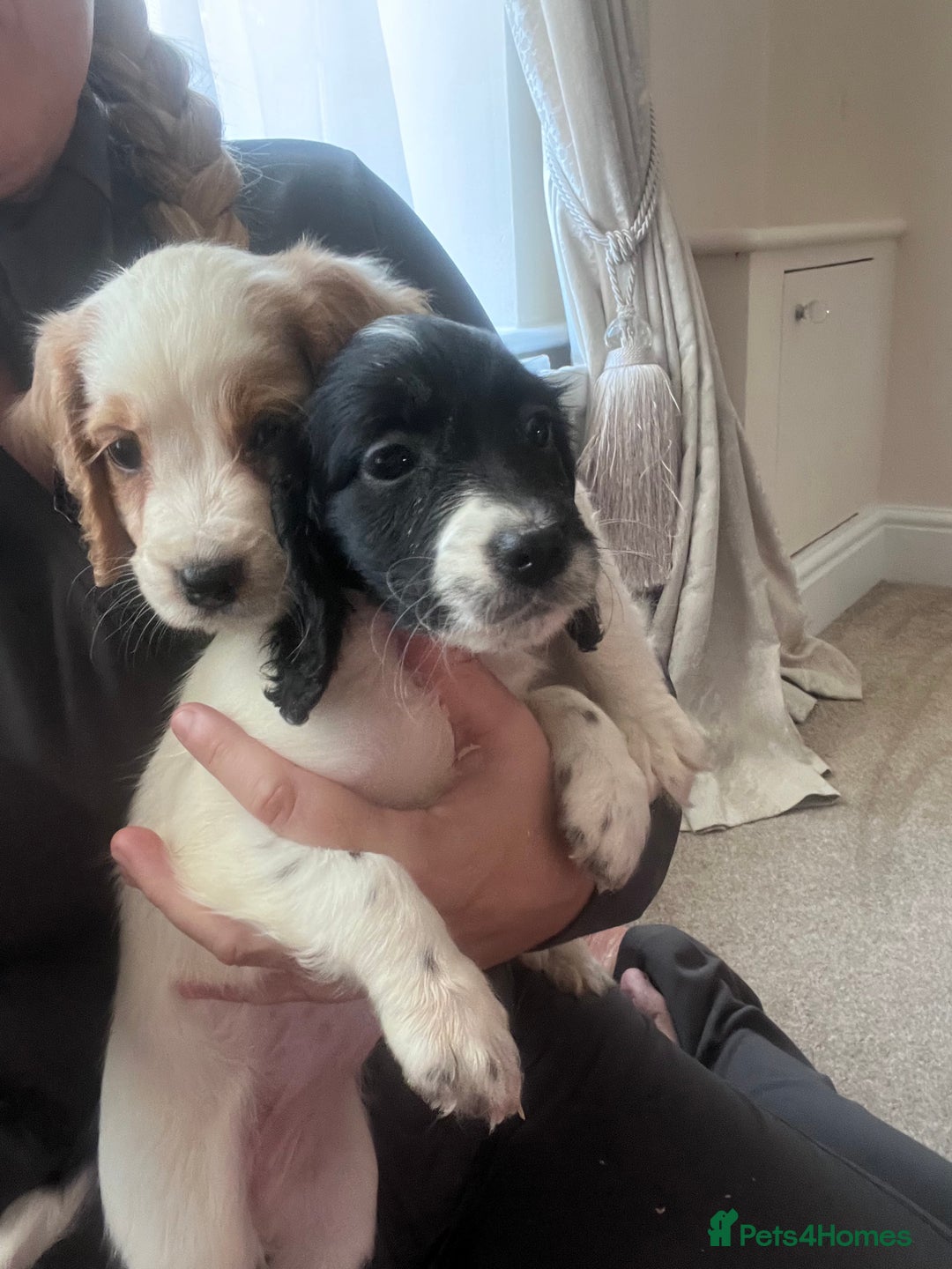Cocker Spaniel dogs for sale: Cocker spaniels  - Image 6
