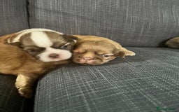 Shih Tzu dogs for sale: Beautiful litter or imperial Shih Tzu puppies  - Advert 4