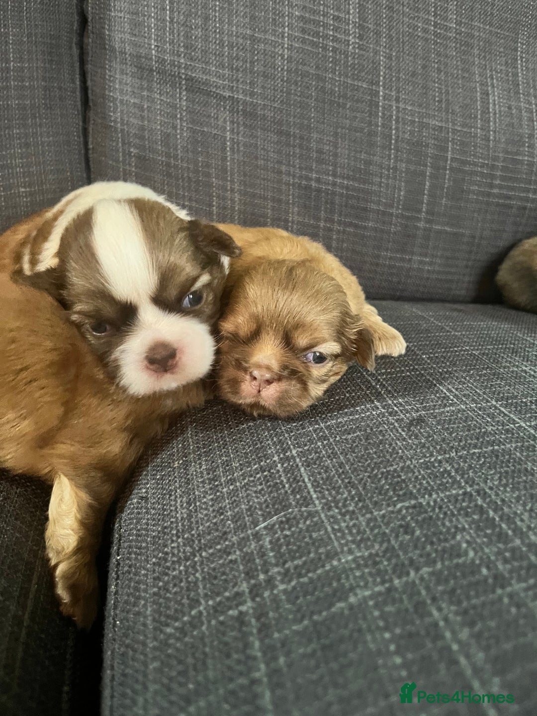 Shih Tzu dogs for sale: Beautiful litter or imperial Shih Tzu puppies  - Advert 4