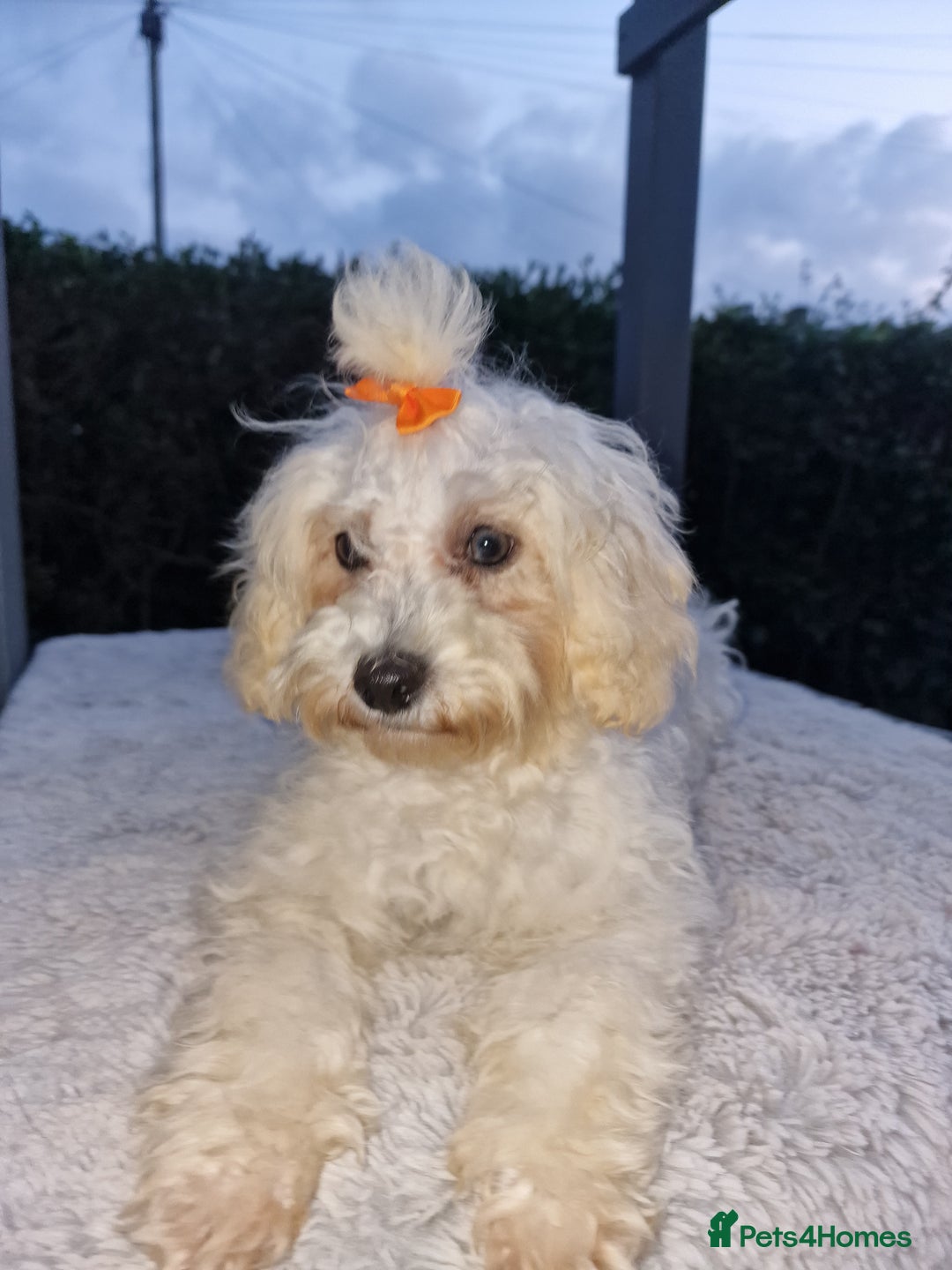 Maltipoo dogs for sale: Olivia M - Image 15