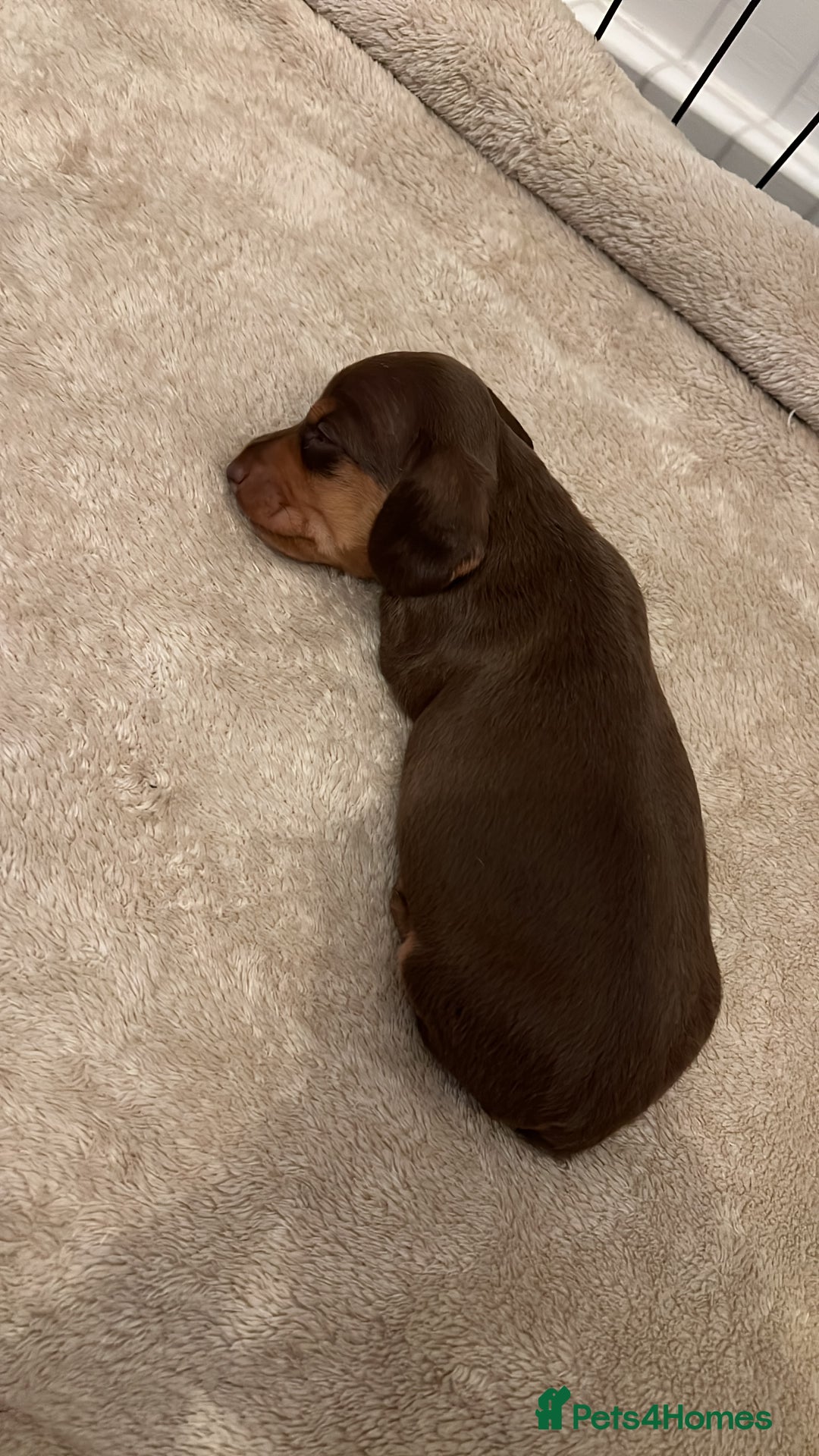Miniature Dachshund dogs for sale: Miniature dachshunds for sale  - Image 6