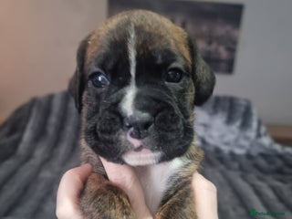 Boxer dogs Boxer puppy - Advert 11