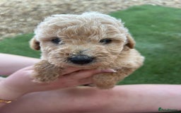 Jackapoo dogs for sale: Cream jackapoos f1b short legged  - Image 2