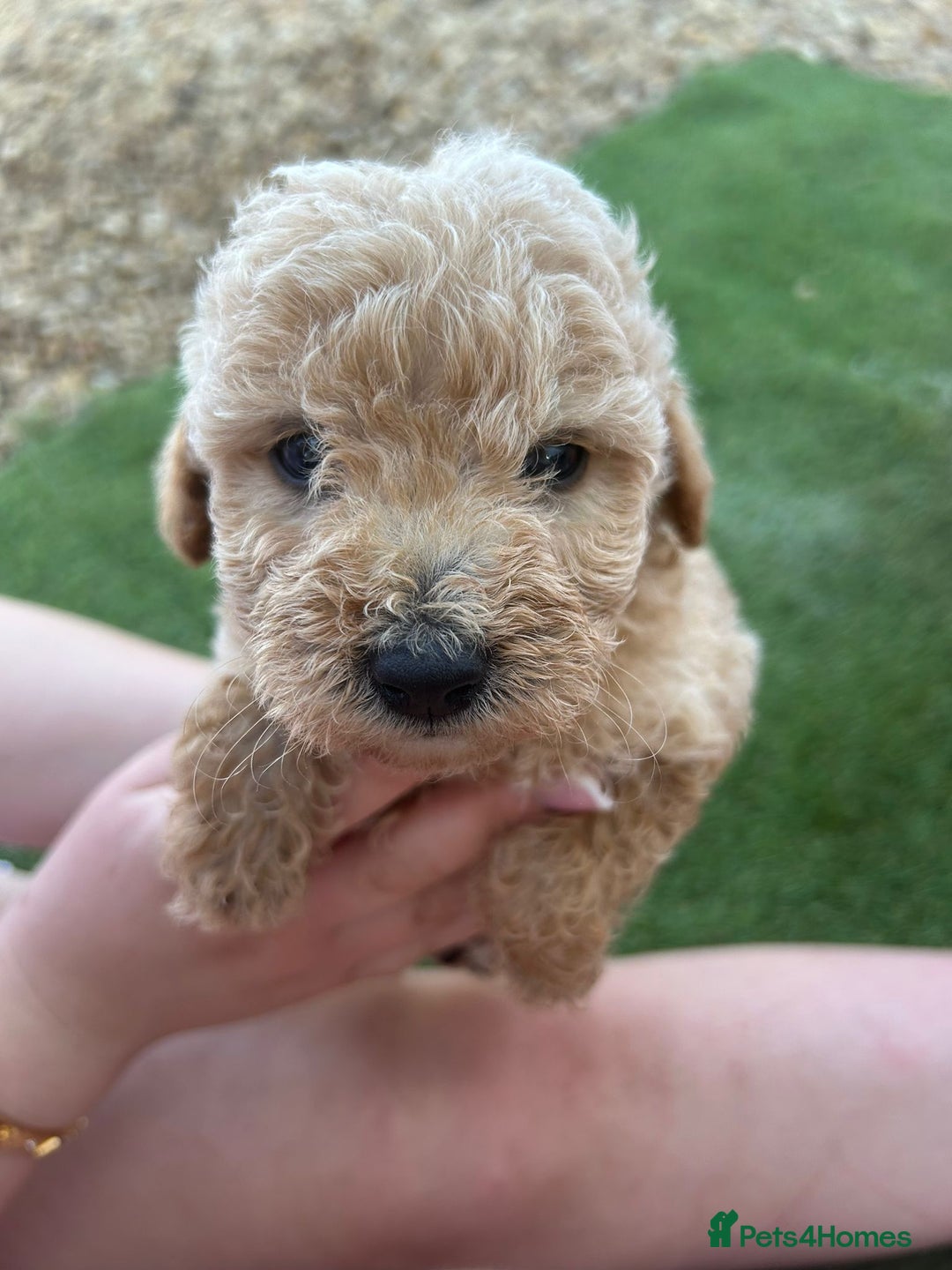 Jackapoo dogs for sale: Cream jackapoos f1b short legged  - Image 2