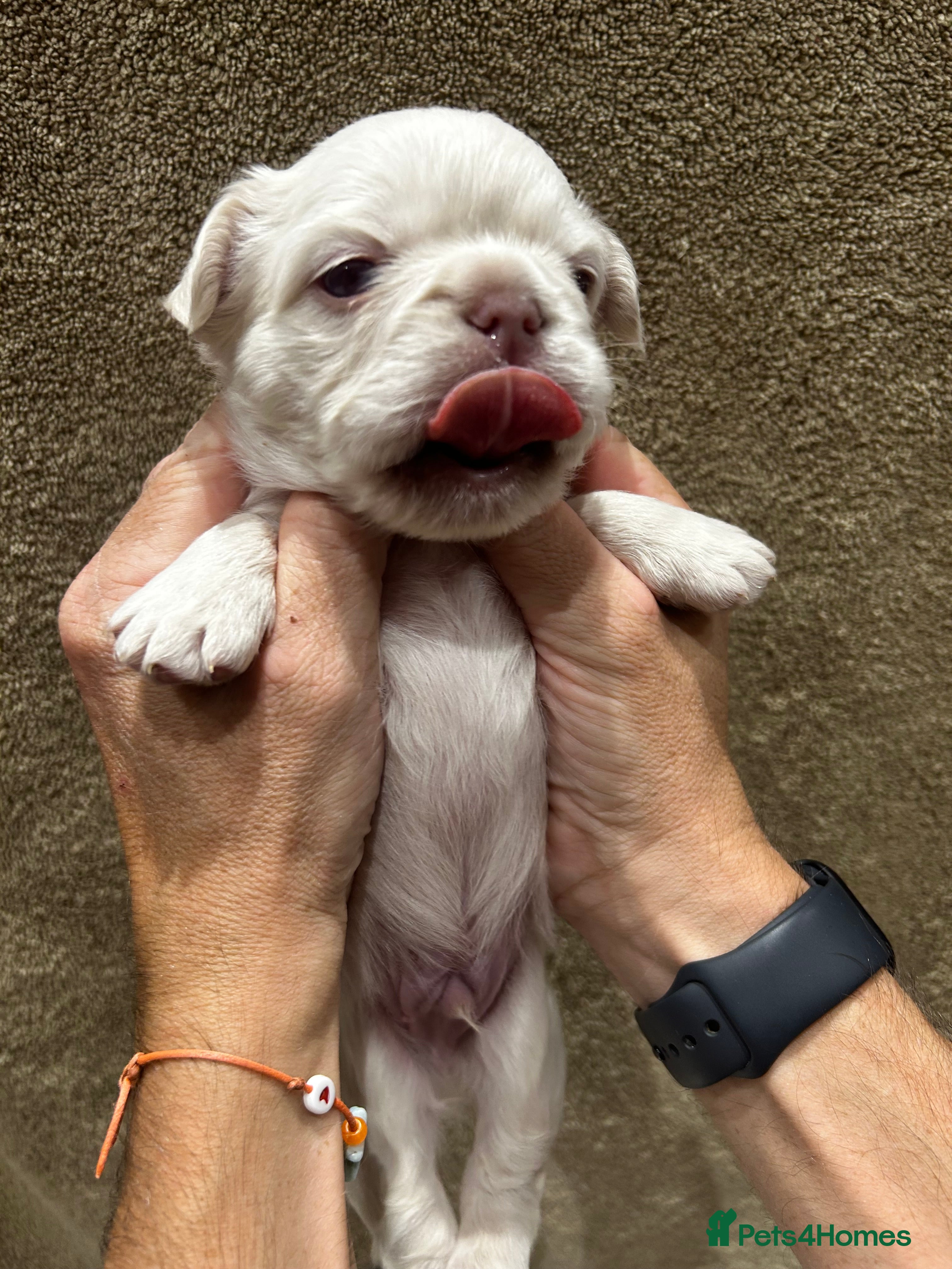 French Bulldog dogs Fluffy French bulldog puppies - Advert 2