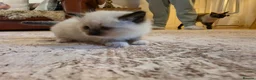 Ragdoll cats for sale: Seal mitted ragdoll kittens ready 26/9 - Advert 11