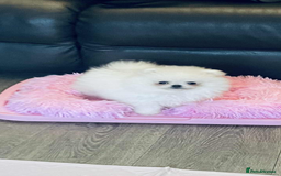 Pomeranian dogs for sale: Stunning teddybear face Boys Ready🌟 - Advert 25