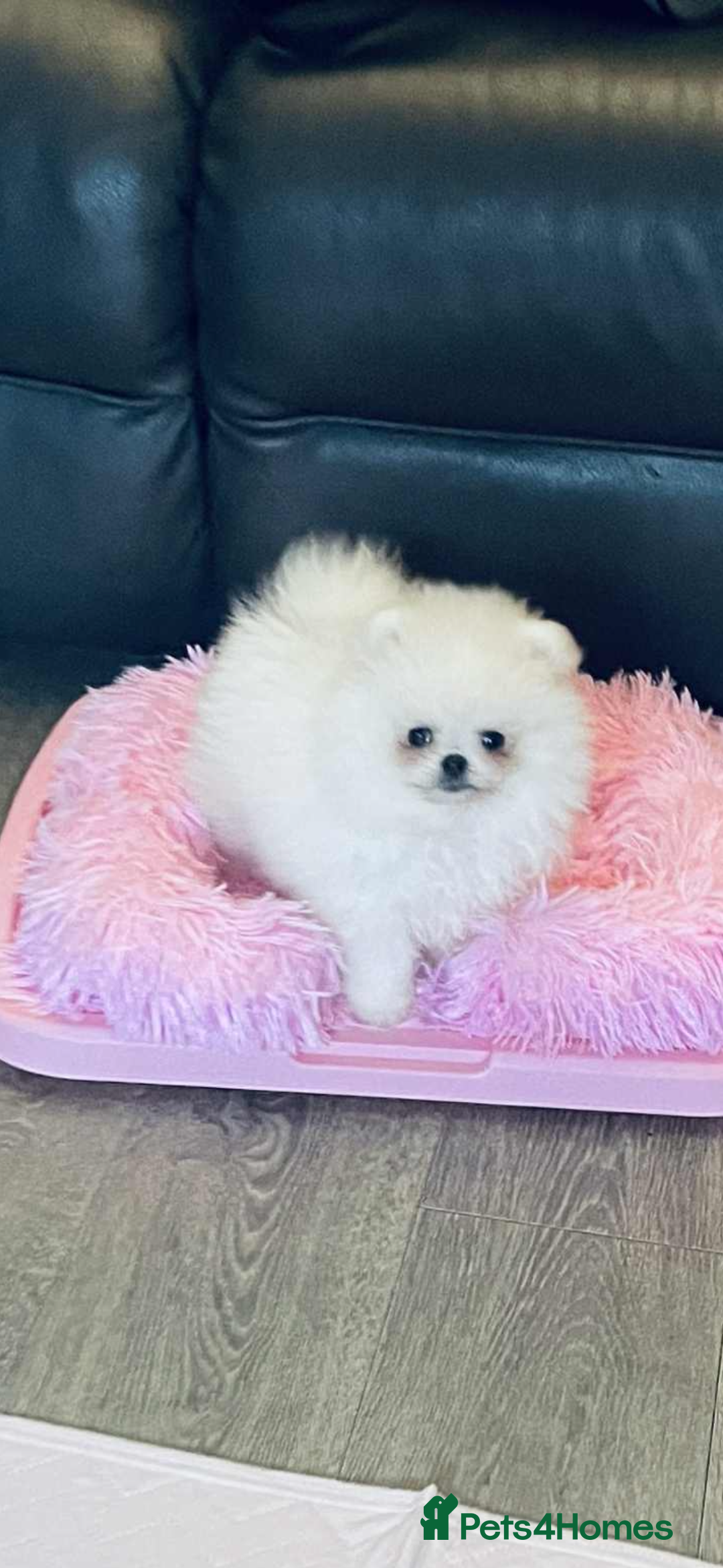 Pomeranian dogs for sale: Stunning teddybear face Boys Ready🌟 - Advert 25