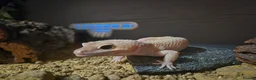 Leopard Gecko reptiles for sale: Male leopard gecko - Advert 2