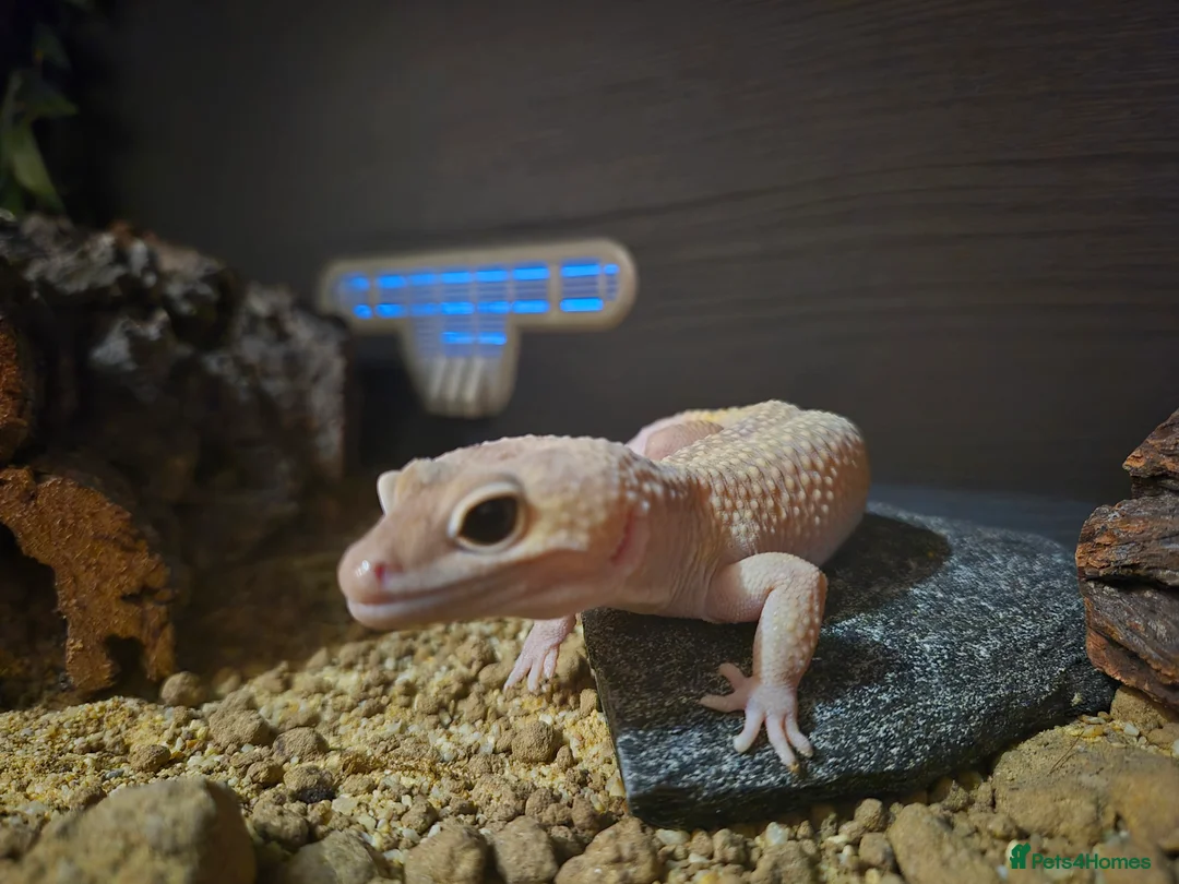Leopard Gecko reptiles for sale: Male leopard gecko - Advert 2