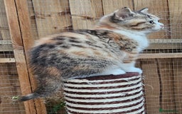 British Shorthair cats for sale: BSH Ginger & White, Calico & Gold Kittens - Image 11