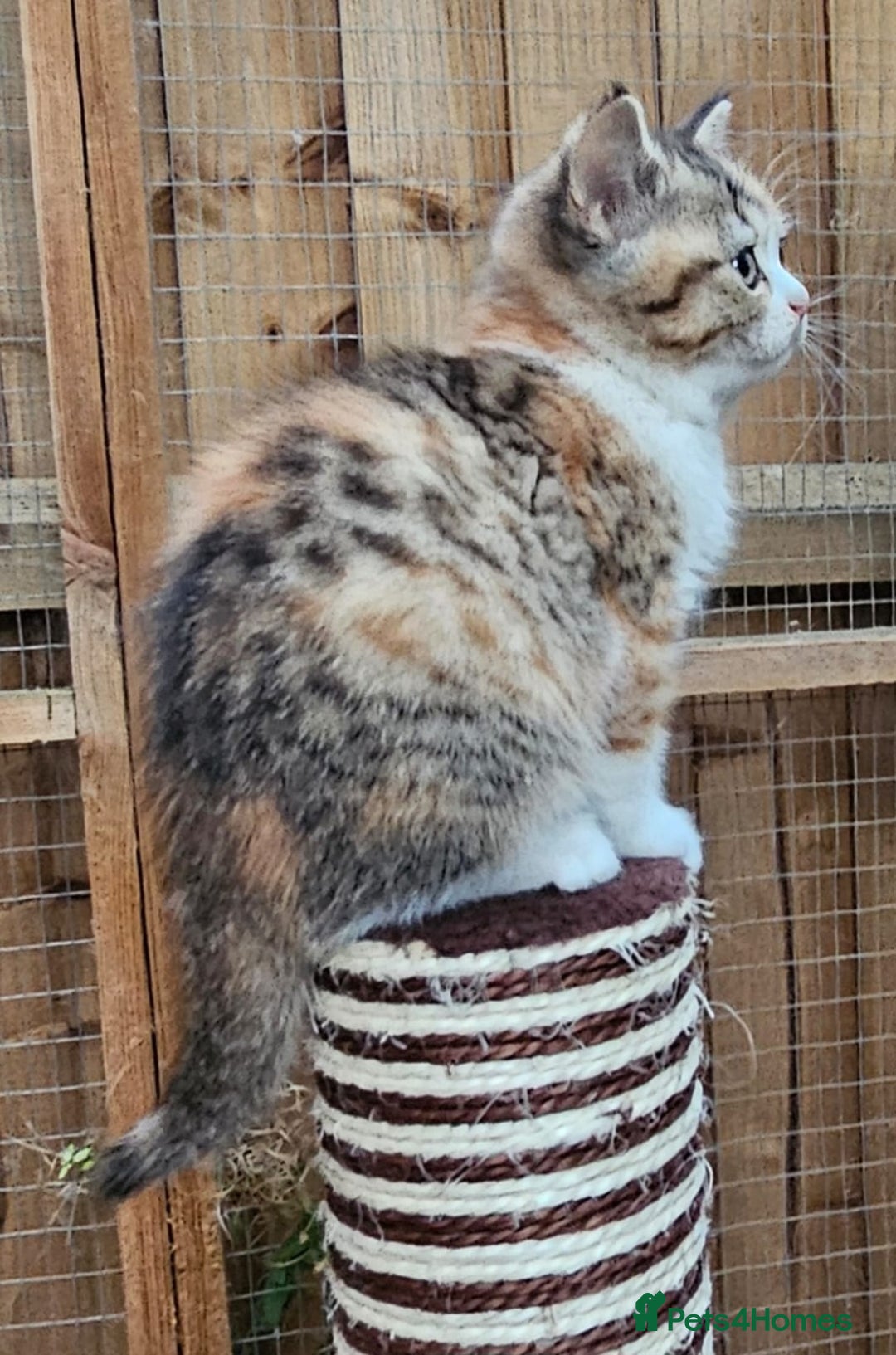 British Shorthair cats for sale: BSH Ginger & White, Calico & Gold Kittens - Image 11