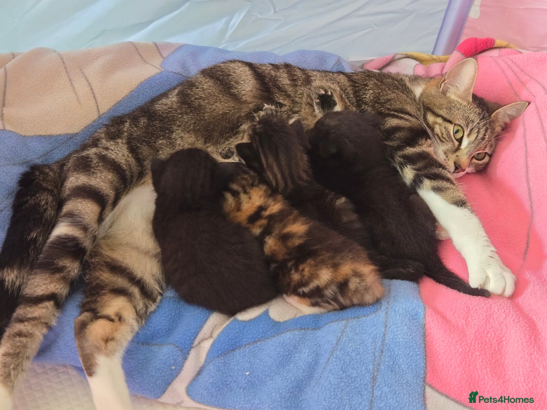 Mixed Breed cats for sale: 🐾😸kittens😸🐾  - Image 7